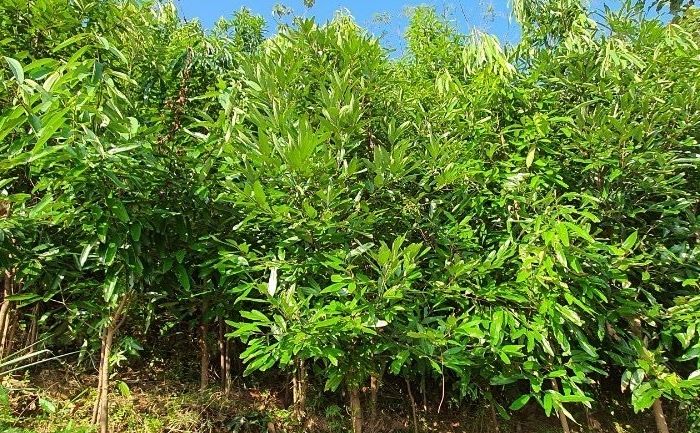 Tổng hợp các địa điểm trồng quế nổi bật tại Việt Nam
